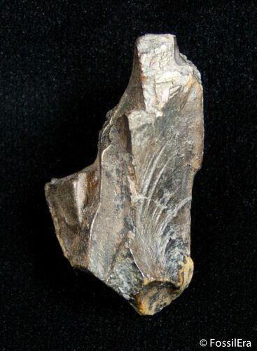 Partial Tyrannosaurid Tooth - T-Rex #3007